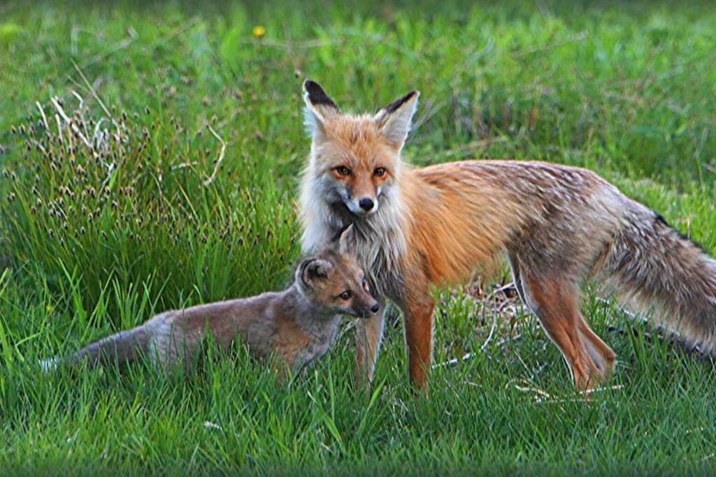 Fox Den Lodge West Yellowstone Ngoại thất bức ảnh